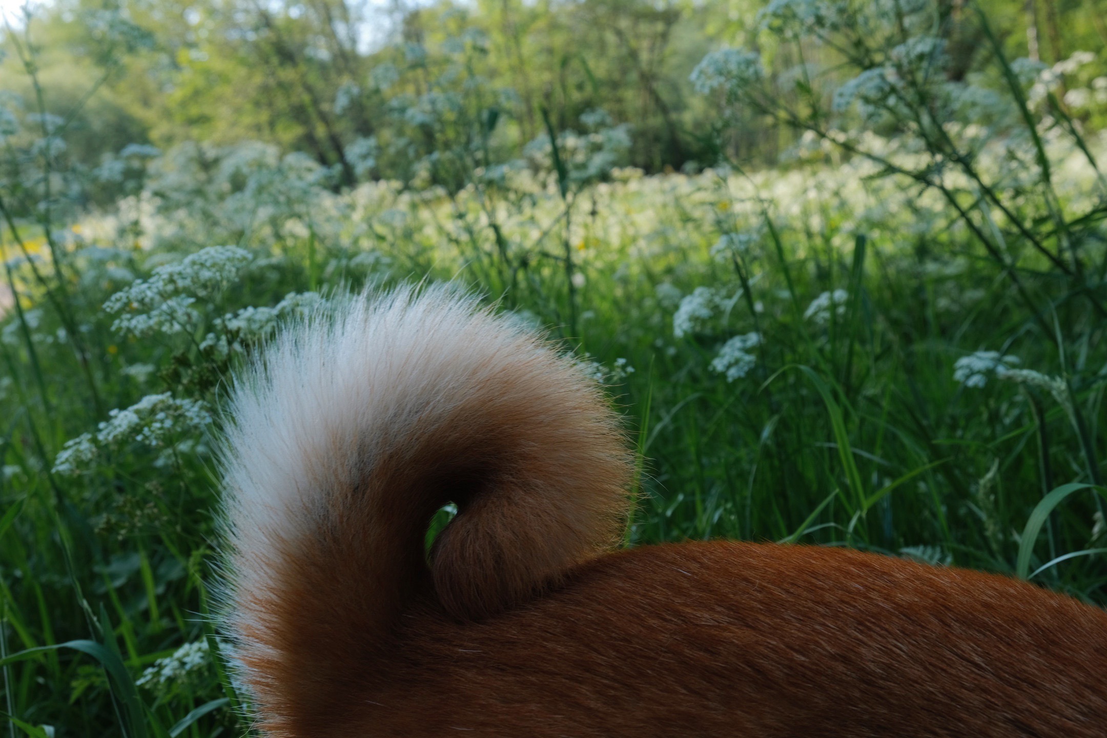Mari, a shiba inu, tail in a flower field