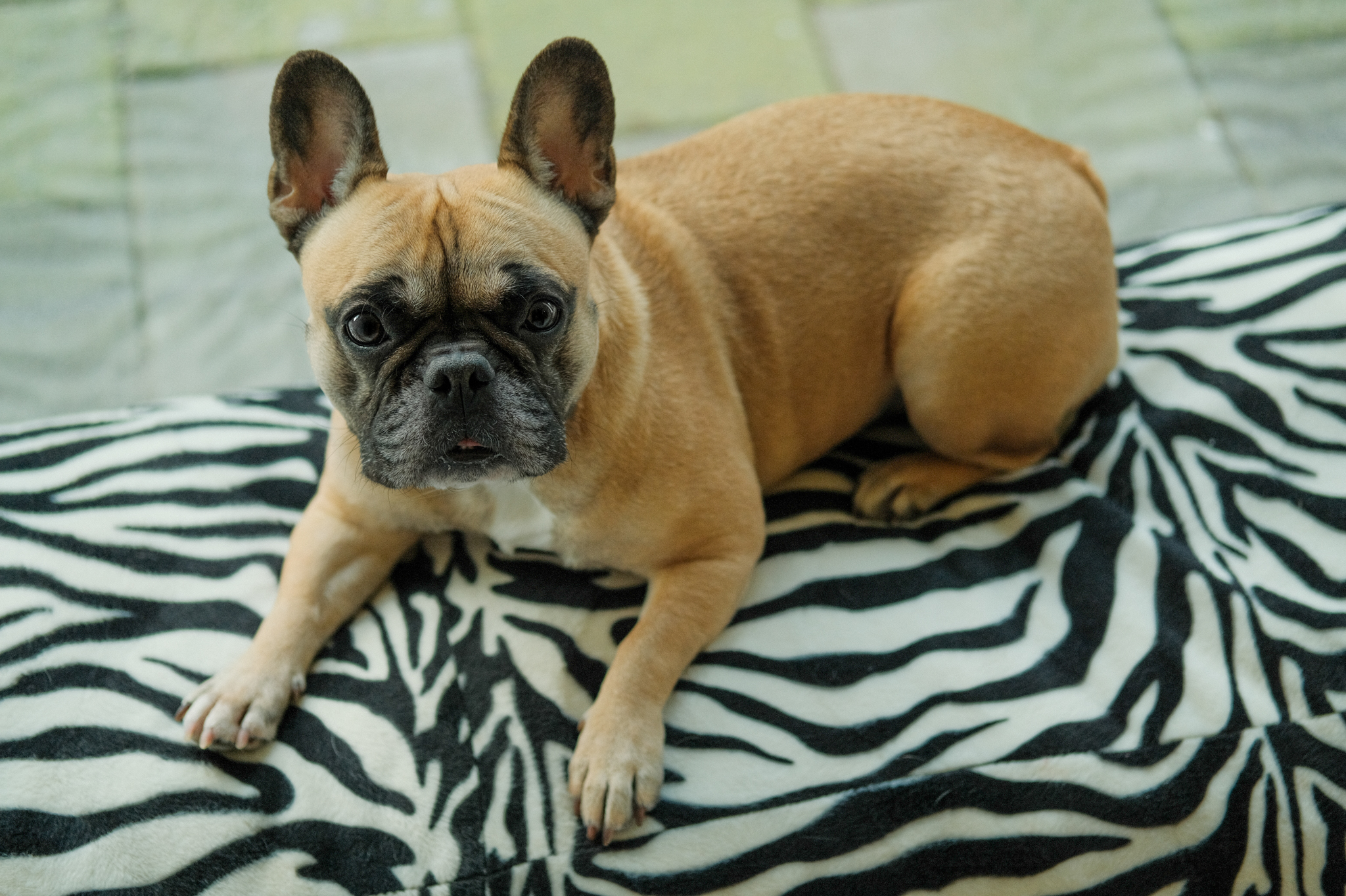 Mellow, a frenchie sitting on a zebra couch