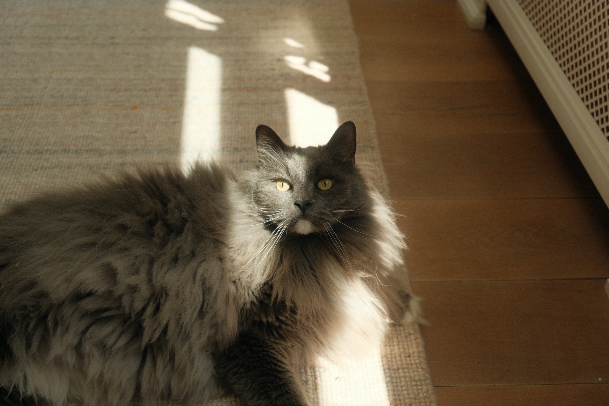 Ollie, a Maine Coon, laying in the sunlight