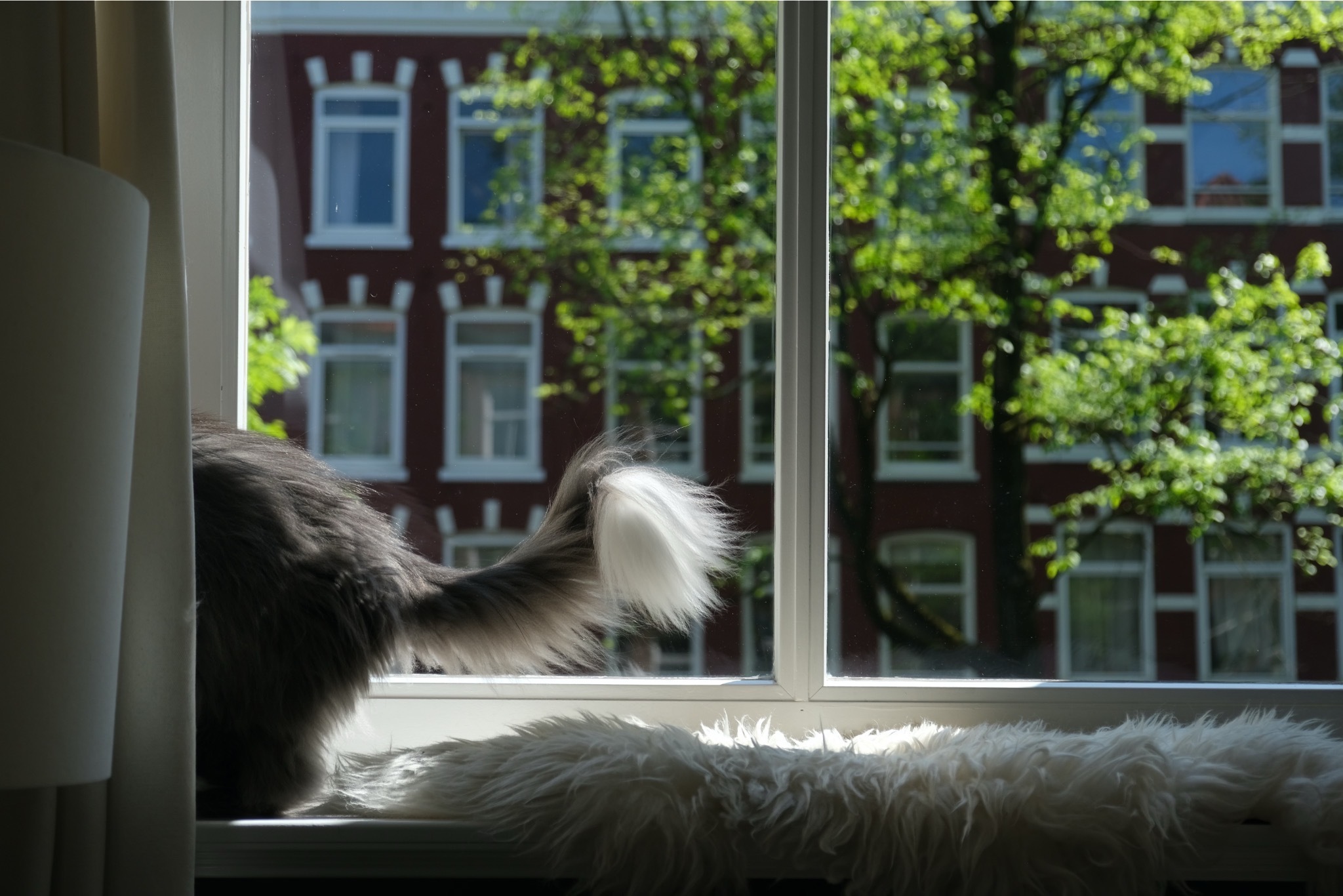 Maine Coon tail in sunlight