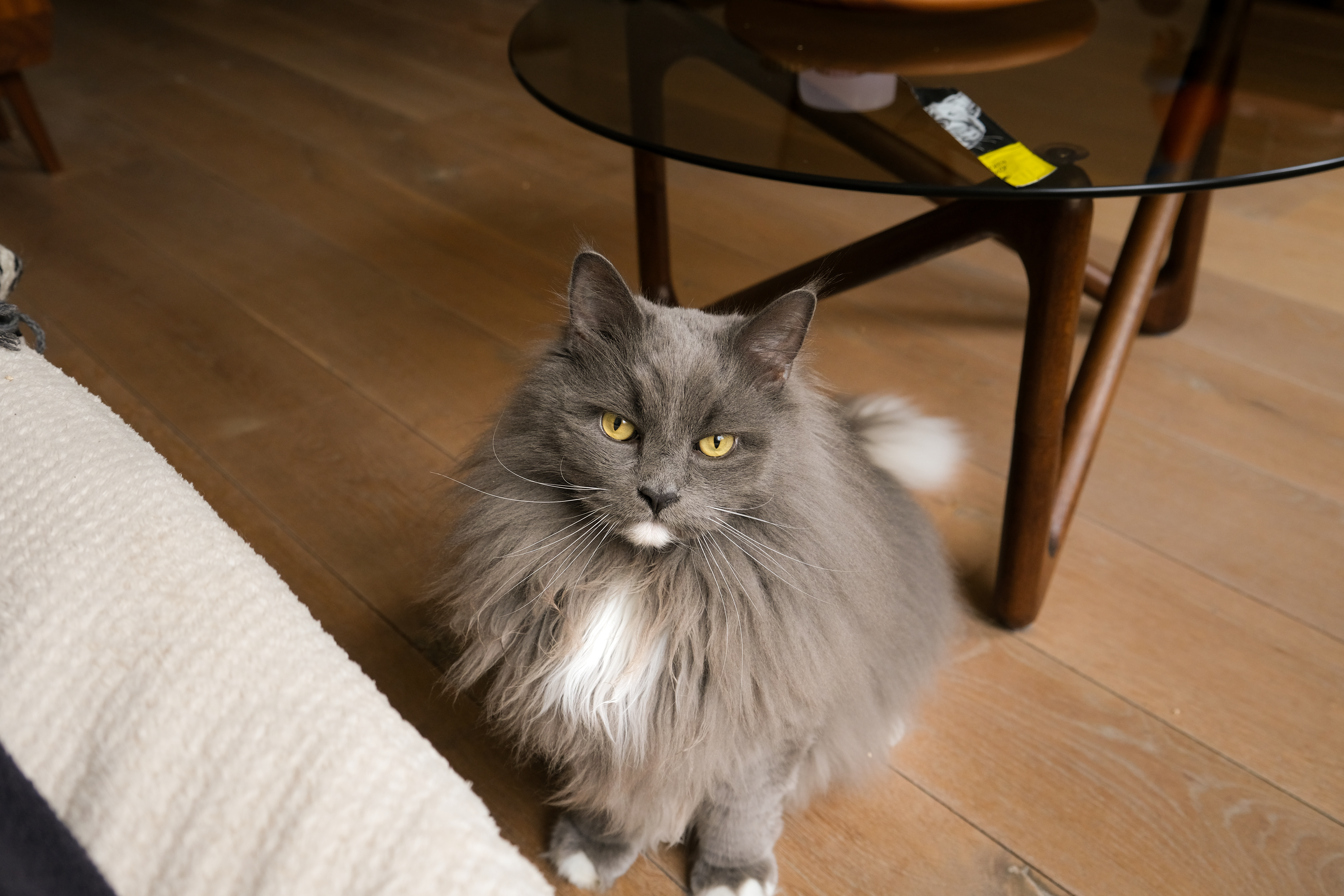 Ollie, a Maine Coon, looking up