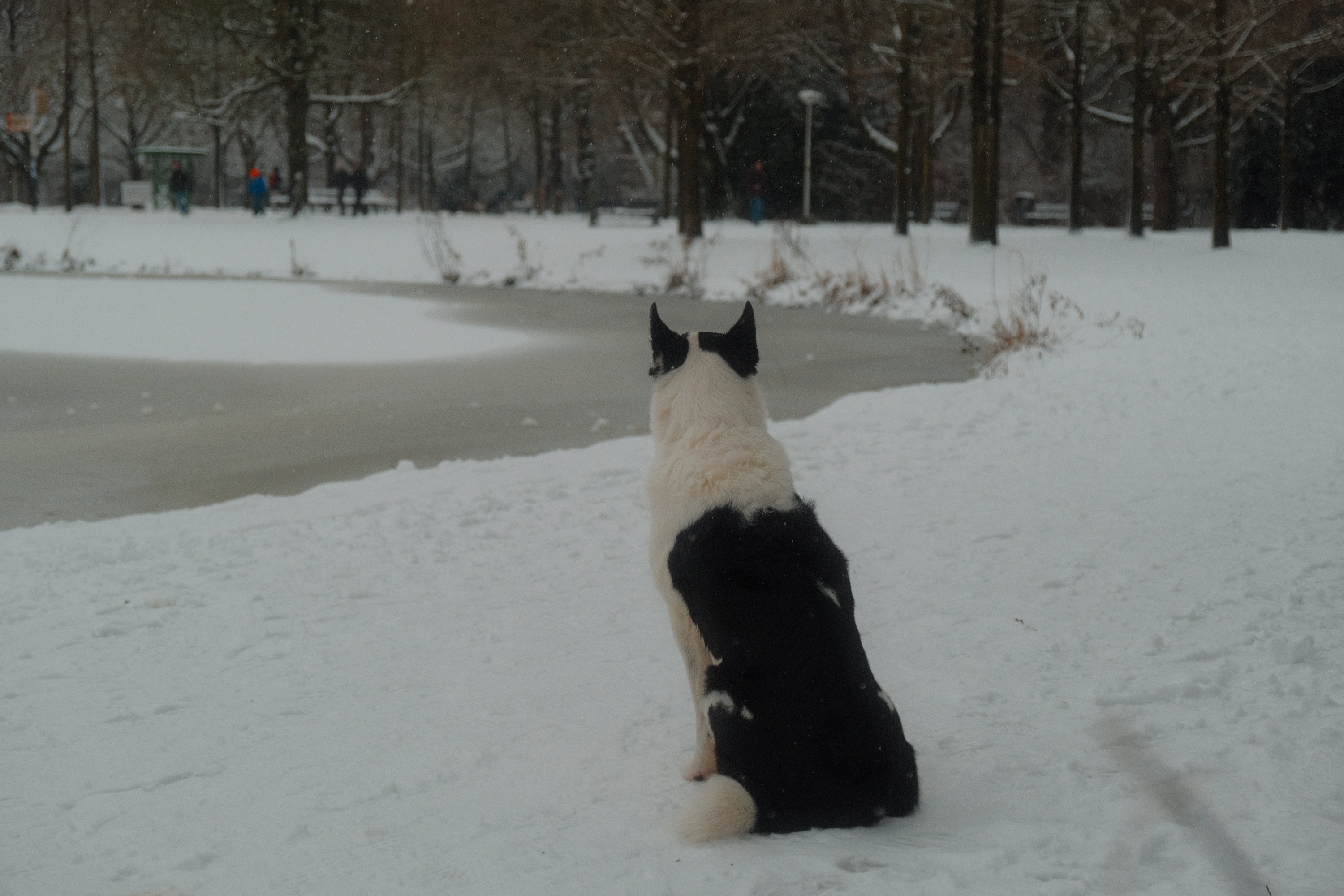 Border collie relaxing in snow
