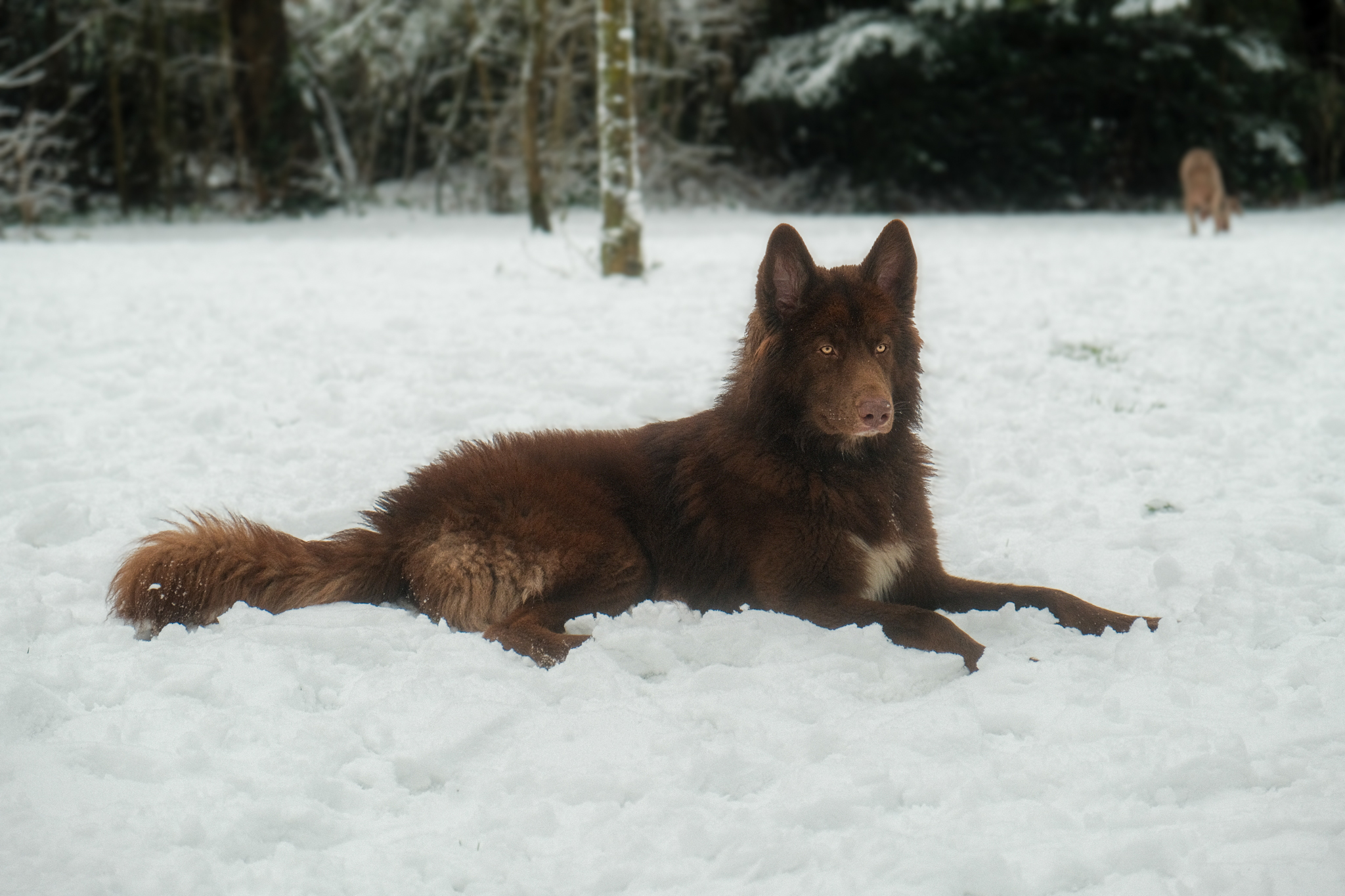 Brown wold dog sitting in the snow